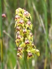Genoplesium pumilum