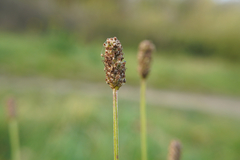 Plantago lanceolata