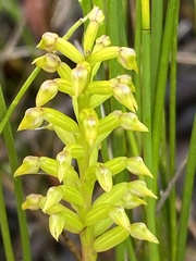 Genoplesium pumilum