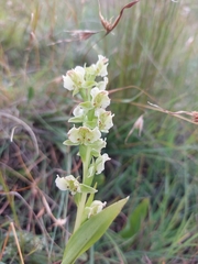 Pterygodium hastatum