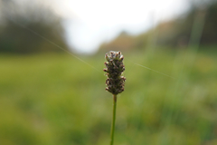 Plantago lanceolata