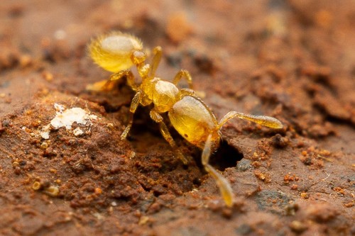 Texas Thief Ant photo 3