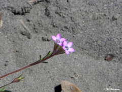 Gilia valdiviensis