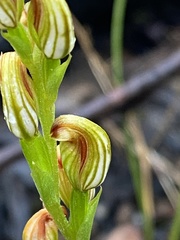 Pterostylis crebra