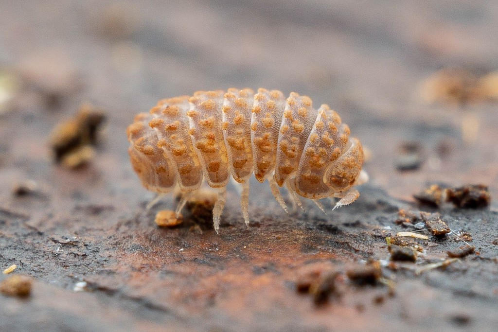 Pillbug