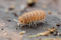 Reductoniscus costulatus