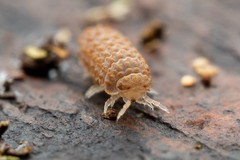 Reductoniscus costulatus