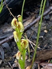 Pterostylis crebra