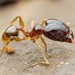 African Big-headed Ant - Photo (c) Jake Nitta, some rights reserved (CC BY), uploaded by Jake Nitta