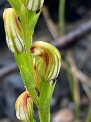 Pterostylis crebra