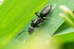 Technomyrmex albipes