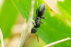 Technomyrmex albipes