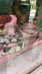 Pituophis melanoleucus