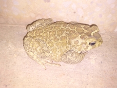 Sclerophrys mauritanica
