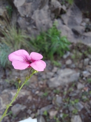 Diascia integerrima