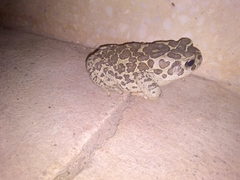 Sclerophrys mauritanica