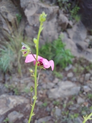 Diascia integerrima