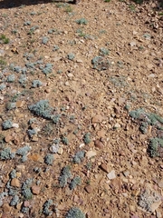 Eriogonum kennedyi austromontanum