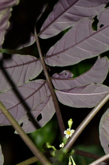 Solanum trizygum