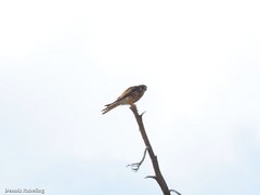 Falco tinnunculus dacotiae