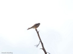 Falco tinnunculus dacotiae