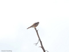 Falco tinnunculus dacotiae