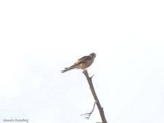 Falco tinnunculus dacotiae