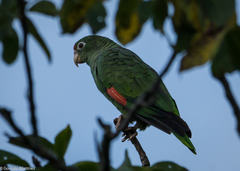 Amazona tucumana