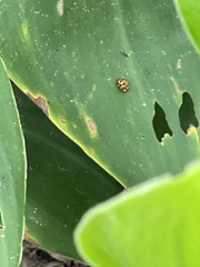 Harmonia axyridis