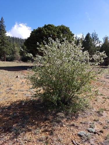 Utah Serviceberry