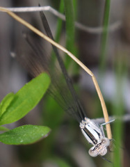 Argia vivida