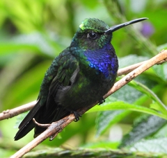 Campylopterus villaviscensio