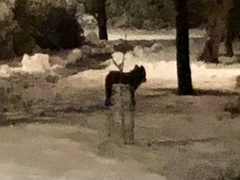 Vulpes vulpes vulpes