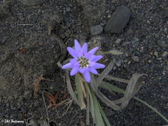 Leucheria senecioides
