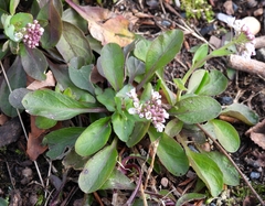 Noccaea caerulescens