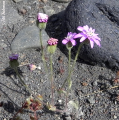 Leucheria senecioides