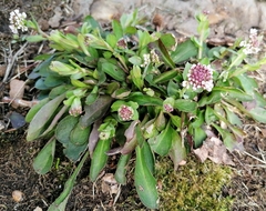 Noccaea caerulescens