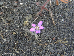 Leucheria senecioides
