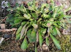 Noccaea caerulescens