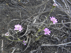 Leucheria senecioides