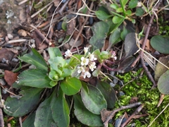 Noccaea caerulescens