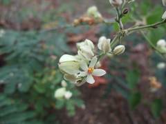 Antigonon flavescens