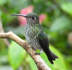 Taphrospilus hypostictus