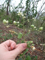 Antigonon flavescens
