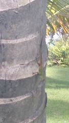 Anolis distichus