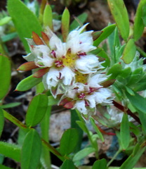 Paronychia argentea