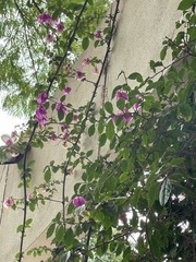 Bougainvillea