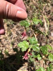 Ribes lobbii