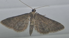 Gymnoscelis rufifasciata