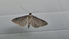 Gymnoscelis rufifasciata